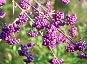 Pięknotka Bodiniera (Calicarpa boninieri) 